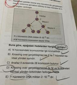 Bilimleri
Aşağıdaki şekilde üreme ana hücrelerinde gerçekleşen
mayoz bölünme şematize edilmiş ve bazı hücreler ile il-
gili bilgiler verilmiştir.
Interfaz
8.
Mayoz 1
Miu
N
Mayoz 11
• L hücresinin DNA miktarı 8. 10-16 dır.
• M hücresinin kromozom sayısı 14'tür.
...
Buna göre, aşağıdaki ifadelerden hangisi yanlıştır?
Subu
A) N hücresindeki kromozomlar tek kromatitlidir.
B) Krossing over gerçekleşmez ise Z ile T hücreleri ka-
litsal yönden aynıdır.
C) Anafaz ll evresinde 28 kromozom bulunur.
D) Krossing over gerçekleşmezse de M ve 'N hüereleri
Kalitsal yönden birbirinden farklıdır.
E) Y hücresinin DNA miktarı 2. 10-16 dır.
