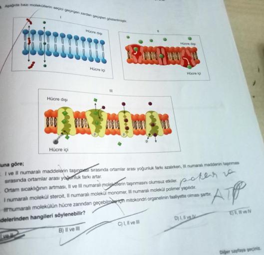 Anda bazı moleküllerin seçici geçirgen zardan geçiş… Biyoloji Anda bazı moleküllerin seçici geçirgen zardan geçiş… Biyoloji