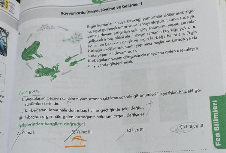 SON
WO
w
ON
Hayvanlarda Üreme, Büyüme ve Gelişme - I
Ergin kurbağanın suya bıraktığı yumurtalar döllenerek zigo-
tu, zigot gelişerek embriyo ve larvayı oluşturur. Larva suda ya-
şamına devam ettiği için solungaç solunumu yapar. Larvalar
gelişerek iribaş hâ