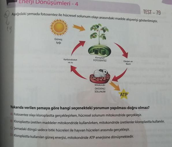 Enerji Dönüşümleri - 4
Aşağıdaki şemada fotosentez ile hücresel solunum olayı arasındaki madde alışverişi gösterilmiştir.
TEST - 79
19
Güneş
Işığı
Karbondioksit
ve su
Kloroplast
FOTOSENTEZ
Oksijen ve
Besin
Mitokondri
OKSİJENLI
SOLUNUM
ATP
Yukarıda verilen 