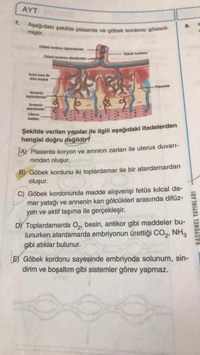 AYT
7. Aşağıdaki şekilde plasenta ve göbek kordonu gösteril-
8.
miştir.
Gobek kordonu toplardaman
Gobek kordonu
Gobek kordonu atardaman
Anne kani ile
dolu boşluk
Plasenta
Annenin
toplardamar
Annenin
atardaman
Uterus
kasian
Şekilde verilen yapılar ile ilgil