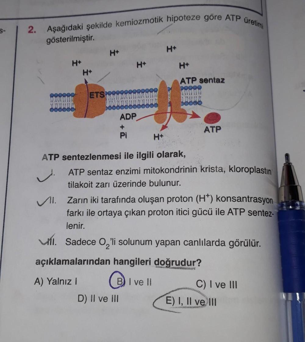 2. Aşağıdaki şekilde kemiozmotik hipoteze göre ATP üretimi
S-
gösterilmiştir.
H+
H+
H
+
H+
H+
ATP sentaz
ETS
ADP
+
PI
ATP
H+
ATP sentezlenmesi ile ilgili olarak,
ATP sentaz enzimi mitokondrinin krista, kloroplastin
tilakoit zarı üzerinde bulunur.
11. Zarin