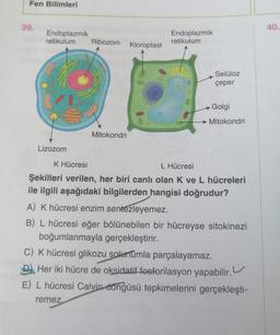 Fen Bilimleri
39.
40.
Endoplazmik
retikulum Ribozom
Endoplazmik
retikulum
Kloroplast
Selüloz
çeper
→ Golgi
Mitokondri
Mitokondri
Lizozom
KHücresi
L Hücresi
Şekilleri verilen, her biri canlı olan K ve L hücreleri
ile ilgili aşağıdaki bilgilerden hangisi doğrudur?
A) Khücresi enzim sentezleyemez.
B) L hücresi eğer bölünebilen bir hücreyse sitokinezi
boğumlanmayla gerçekleştirir.
C) K hücresi glikozu solunumla parçalayamaz.
D). Her iki hücre de oksidatif fosforilasyon yapabilir.
E) L hücresi Calvin elongüsü tepkimelerini gerçekleşti-
remez
