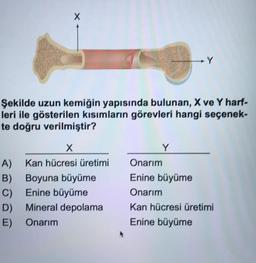 X
Şekilde uzun kemiğin yapısında bulunan, X ve Y harf-
leri ile gösterilen kısımların görevleri hangi seçenek-
te doğru verilmiştir?
x
Y
A)
B)
C)
D)
E)
Kan hücresi üretimi
Boyuna büyüme
Enine büyüme
Mineral depolama
Onarım
Onarım
Enine büyüme
Onarım
Kan hücresi üretimi
Enine büyüme