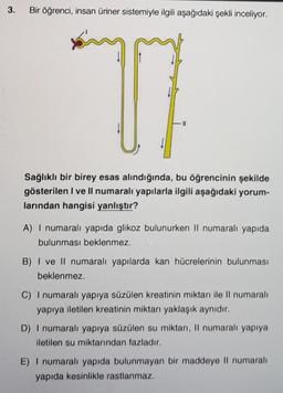 3.
Bir öğrenci, insan üriner sistemiyle ilgili aşağıdaki şekli inceliyor.
Sağlıklı bir birey esas alındığında, bu öğrencinin şekilde
gösterilen I ve Il numaralı yapılarla ilgili aşağıdaki yorum-
larından hangisi yanlıştır?
A) I numaralı yapıda glikoz bulunurken II numaralı yapıda
bulunması beklenmez.
B) I ve Il numaralı yapılarda kan hücrelerinin bulunması
beklenmez.
C) I numaralı yapıya süzülen kreatinin miktarı ile Il numaralı
yapıya iletilen kreatinin miktarı yaklaşık aynıdır.
D) I numaralı yapıya süzülen su miktarı, Il numaralı yapıya
iletilen su miktarından fazladır.
E) I numaralı yapıda bulunmayan bir maddeye Il numaralı
yapıda kesinlikle rastlanmaz.
