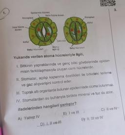 3.
1.
Epidermis hücresi
Kalin hücre duvan
Kloroplast
Kloroplast
Koful
Ince hücre
duvan
Koful
Çekirdek
Stoma
açıklığı
Bekçi hücreleri
Bekçi hücreleri
Yukarıda verilen stoma hücreleriyle ilgili,
1. Bitkinin yapraklarında ve genç bitki gövdelerinde epider-
misin farklılaşmasıyla oluşan canlı hücrelerdir.
II. Stomalar, açılıp kapanma özellikleri ile bitkideki terleme
ve gaz alışverişini kontrol eder.
III. Toprak altı organlarda bulunan epidermisde stoma bulunmaz.
IV. Stomalardan su buharıyla birlikte mineral ve tuz da atılır.
ifadelerinden hangileri yanlıştır?
C) Il ve IV
B) I ve in
A) Yalnız IV
E) II, III ve IV
D) I, II ve III
