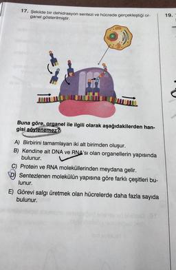 17. Şekilde bir dehidrasyon sentezi ve hücrede gerçekleştiği or-
ganel gösterilmiştir.
19.
IT
Buna göre, organel ile ilgili olarak aşağıdakilerden han-
gisi söylenemez?
A) Birbirini tamamlayan iki alt birimden oluşur.
B) Kendine ait DNA ve RNA'sı olan organellerin yapısında
bulunur.
C) Protein ve RNA moleküllerinden meydana gelir.
D) Sentezlenen molekülün yapısına göre farklı çeşitleri bu-
lunur.
E) Görevi salgı üretmek olan hücrelerde daha fazla sayıda
bulunur.
SA
