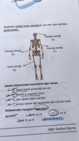 Aşağıdaki şekilde insan iskeletinde yer alan bazı kemikler
gösterilmiştir.
Kafatası kemiği
Omurga kemiği
(T)
Kaburga kemiği
(Y)
Uyluk kemiği
(Z)
İskelet sistemindeki kemiklerle ilgili olarak,
IX, yassı kemik grubunda yer alır.
ULY, önemli iç organları korur.
,
LIH. Z, sarı kemik iliğine sahiptir.
IV. T, kırmızı kemik iliği sayesinde kan hücresi üretir.
ifadelerinden hangileri doğrudur?
Altver
BHIl ve IV
D) H; III ve IV
C) II ve III
E) I, II, III ve IV
Diğer Sayfaya Geçiniz.
