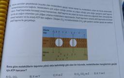 12. Hücre zarından geçebilecek boyutta olan moleküllerin geçişi, temel olarak bu moleküllerin ortam ile hücre arasındaki
konsantrasyonuna bağlıdır. Moleküllerin çok yoğun olduğu yerden az yoğun olduğu yere doğru geçişine pasif taşıma
denir. Pasif taşımada hücresel enerji harcanmaz. Aktif taşıma ise ortam ile hücre arasında yoğunluk farkı olmadığında
ya da az yoğun ortamdan çok yoğun ortama moleküllerin taşınmasıdır. Pasif taşımanın aksine aktif taşımada hücresel
enerji harcanır ve bu enerji ATP'den sağlanır. Oksijen (O2) ve karbondioksit (CO2) gibi gazların zardan geçişi ise sadece
pasif taşıma ile gerçekleşir.
Hücre
dişi
O₂ z X Y Z
ZY
Z
Hücre
zari
133
133
988
338
38339
883318
Hücre
içi
CO
X
x
X Y X
X
Z ZY
X
Buna göre moleküllerin taşınma yönü okla belirtildiği gibi olan bir hücrede, moleküllerden hangilerinin geçişi
için ATP harcanır?
A) O.. CO
B) X ve Y
C) X ve Z D) O,,CO, ve z E) X, Y ve Z
