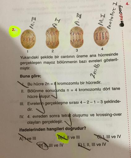 4.
I zagotaw
I'W
Kafa Dengi
A.I
M.I
IH
2.
988
X X X X
4
1
2
Yukarıdaki şekilde bir canlının üreme ana hücresinde
gerçekleşen mayoz bölünmenin bazı evreleri gösteril-
miştir.
EuZ
Buna göre;
Bu hücre 2n = 8 kromozomlu bir hücredir.
II. Bölünme sonucunda n = 