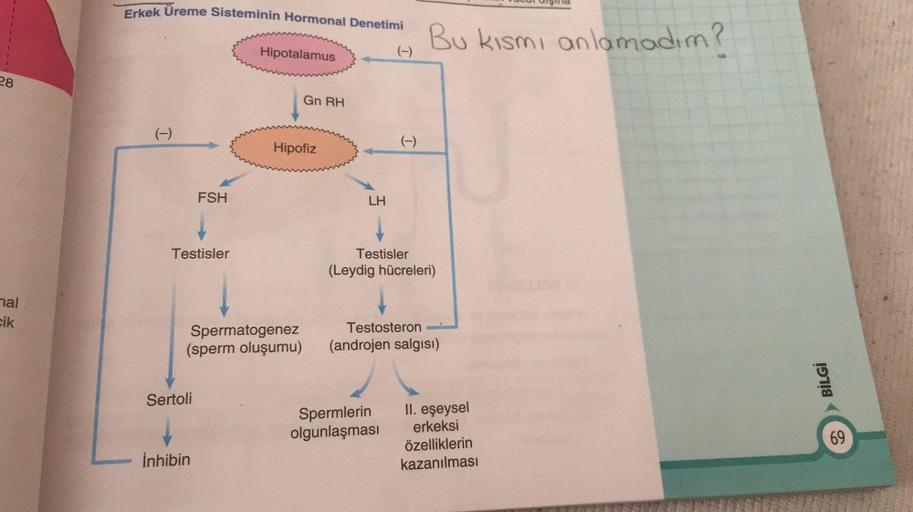 Hid
Erkek Üreme Sisteminin Hormonal Denetimi
Bu kismi anlamadim?
Hipotalamus
(-)
28
Gn RH
(-)
Hipofiz
(-)
FSH
LH
Testisler
Testisler
(Leydig hücreleri)
mal
cik
Spermatogenez
(sperm oluşumu)
Testosteron
(androjen salgısı)
BİLGİ
Sertoli
Spermlerin
olgunlaşma