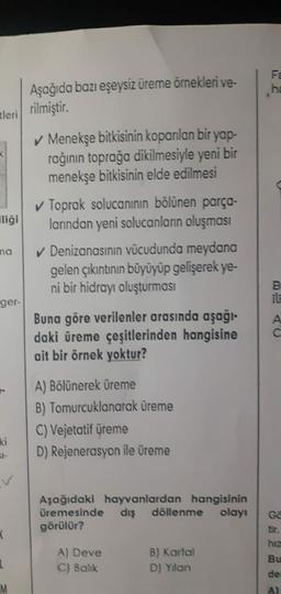 Aşağıda bazı eşeysiz üreme örnekleri ve-
Fa
he
tleri rilmiştir
.
✓ Menekşe bitkisinin koparılan bir yap-
rağının toprağa dikilmesiyle yeni bir
menekşe bitkisinin elde edilmesi
lliği
ma
✓ Toprak solucanının bölünen parça-
larından yeni solucanların oluşması
✓ Denizanasının vücudunda meydana
gelen çıkıntının büyüyüp gelişerek ye-
ni bir hidrayı oluşturması
B.
ger-
A
Buna göre verilenler arasında aşağı-
daki üreme çeşitlerinden hangisine
ait bir örnek yoktur?
A) Bölünerek üreme
B) Tomurcuklanarak üreme
C) Vejetatif üreme
D) Rejenerasyon ile üreme
ki
Aşağıdaki hayvanlardan hangisinin
üremesinde dış döllenme olayı
görülür?
GE
<
A) Deve
C) Balik
B) Kartal
D) Yilan
Bu
de
A)