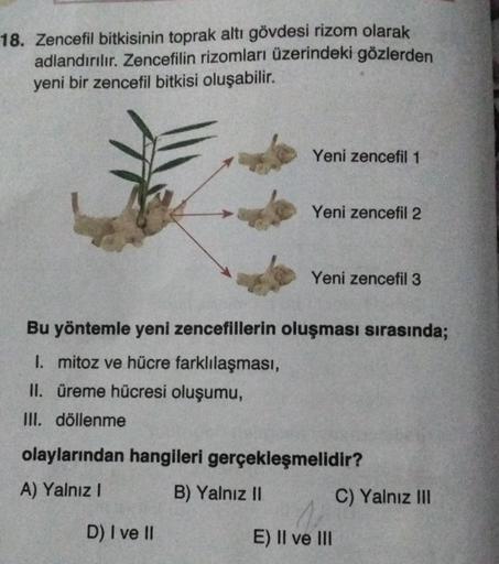 18. Zencefil bitkisinin toprak altı gövdesi rizom olarak
adlandırılır. Zencefilin rizomları üzerindeki gözlerden
yeni bir zencefil bitkisi oluşabilir.
Yeni zencefil 1
Yeni zencefil 2
Yeni zencefil 3
Bu yöntemle yeni zencefillerin oluşması sırasında;
I. mit