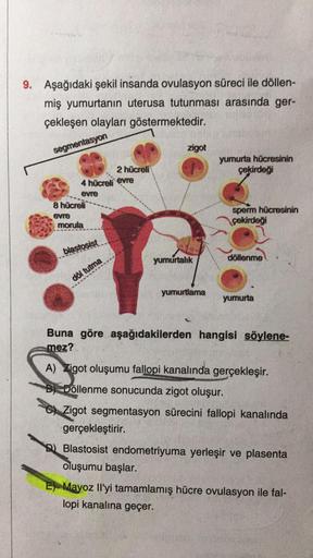 9. Aşağıdaki şekil insanda ovulasyon süreci ile döllen-
miş yumurtanın uterusa tutunması arasında ger-
çekleşen olayları göstermektedir.
segmentasyon
zigot
2 hücreli
yumurta hücresinin
çekirdeği
4 hücreli evre
evre
8 hücreli
evre
morula
sperm hücresinin
çe