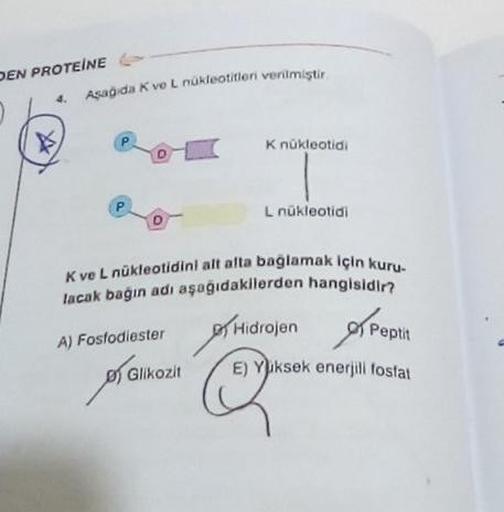 SEN PROTEINE 4. Asagida Kve L nukleotitlari verilmi… Biyoloji