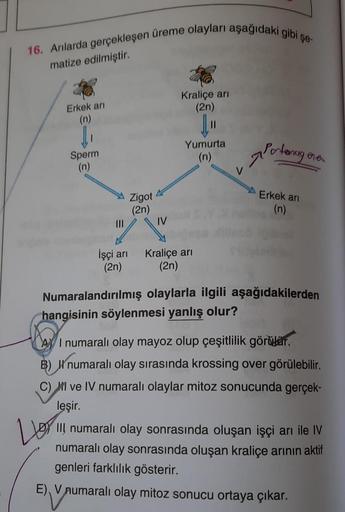 16. Anlarda gerçekleşen üreme olayları aşağıdaki gibi şe-
matize edilmiştir.
Kraliçe ari
(2n)
Erkek ari
(n)
Yumurta
(n)
Sperm
(n)
Perlening
One
M
Zigot
Erkek ari
(2n)
(n)
III
IV
işçi ari
(2n)
Kraliçe ari
(2n)
Numaralandırılmış olaylarla ilgili aşağıdakiler