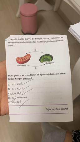 7. Aşağıdaki şekilde ökaryot bir hücrede bulunan mitokondri ve
kloroplast organelleri arasındaki madde geçişi olayları gösteril-
miştir.
K
Kloroplast
Mitokondri
L
Buna göre, K ve L maddeleri ile ilgili aşağıdaki eşleştirme-
lerden hangisi yanlıştır?
A) K→ ATP
) L/
B) L→ CO2
C) → HO
D) K > Amino asit
El K→O₂
Diğer sayfaya geçiniz