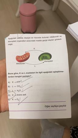 7. Aşağıdaki şekilde ökaryot bir hücrede bulunan mitokondri ve
kloroplast organelleri arasındaki madde geçişi olayları gösteril-
miştir.
K
Kloroplast
Mitokondri
L
Buna göre, K ve L maddeleri ile ilgili aşağıdaki eşleştirme-
lerden hangisi yanlıştır?
A) K→ ATP
) L/
B) L→ CO2
C) → HO
D) K > Amino asit
El K→O₂
Diğer sayfaya geçiniz
