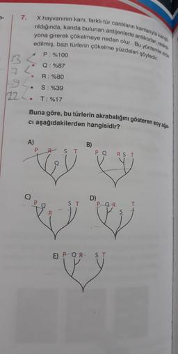 7-
7.
X hayvanının kanı, farklı tür canlilarin kanlayakan
yona girerek çökelmeye neden olur. Bu yöntem os
nildiğinda, kanda bulunan antijenlerle antikorlattal
edilmiş, bazı türlerin çökelme yüzdeleri söyledir:
P: %100
Q: %87
R: %80
S: %39
T: %17
Buna göre, bu türlerin akrabalığını gösteren soy ağa.
ci aşağıdakilerden hangisidir?
A)
B)
P
R
S
T
P Q
R S T
TV
D)
ST
E) P Q R
ST