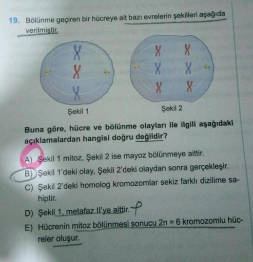 19. Bölünme geçiren bir hücreye ait bazı evrelerin şekilleri aşağıda
verilmistir.
X
XS X
x x
X
X
X
> X
8
Şekil 1
Şekil 2
Buna göre, hücre ve bölünme olayları ile ilgili aşağıdaki
açıklamalardan hangisi doğru değildir?
A) Şekil 1 mitoz, Şekil 2 ise mayoz bö