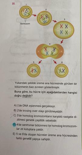 18.
1
Bed
2
Tex
3
Sentrozom
XX
XX
XX
4
8
03
it
5
6
8x
XX
Yukarıdaki şekilde üreme ana hücresinde görülen bir
bölünmenin bazı evreleri gösterilmiştir.
Buna göre, bu hücre için aşağıdakilerden hangisi
doğru değildir?
A) 1'de DNA eşlenmesi gerçekleşir.
B) 2’d