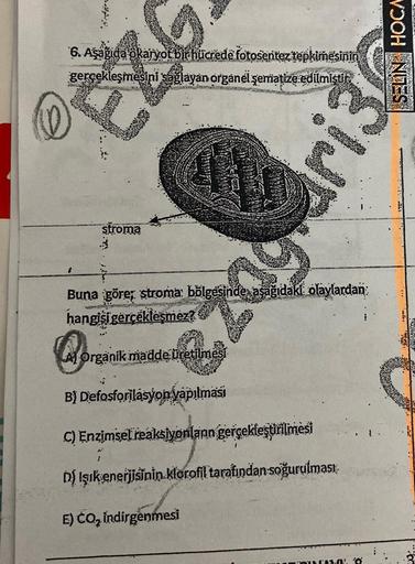 6. Aşağıda okaryot bir hücredë fotosentez tepkimesinin
gerçekleşmesini sağlayan organel şematize edilmiştir
SELN HOCA
stroma
Qur
Buna göre; stroma: bölgesinde aşağıdaki olaylardan
hangisi gerçekleşmez?
Al Organik madde
üretilmesi
Bf Defosforilasyon yapılma