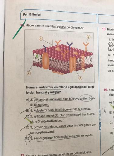 Fen Bilimleri
16. Hücre zarının kısımları şekilde görülmektedir.
18. Bitkile
menir
2.
1. ir
IV. N
hang
mesi
A) Ya
4
19. Kali
kile
AD
Numaralandırılmış kısımlarla ilgili aşağıdaki bilgi-
lerden hangisi yanlıştır?
A) %, glikoprotein molekülü olup hücreye ant