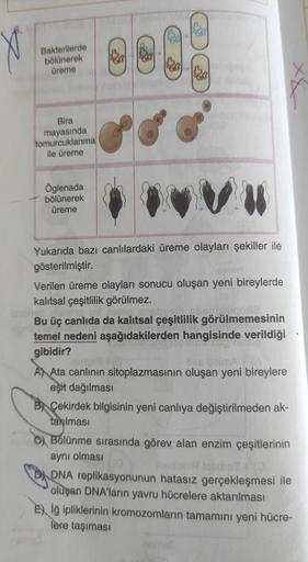 X
Bakterilerde
bölünerek
üreme
Bira
mayasında
tomurcuklanma
ile üreme
Oglenada
bölünerek
üreme
V
Yukarıda bazı canlılardaki üreme olayları şekiller ile
gösterilmiştir.
Verilen üreme olayları sonucu oluşan yeni bireylerde
kalıtsal çeşitlilik görülmez.
Bu üç