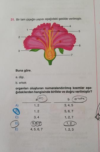 31. Bir tam çiçeğin yapısı aşağıdaki şekilde verilmiştir.
4
LO
2
-6
3
AD
-7
Buna göre,
a. dişi,
b. erkek
organları oluşturan numaralandırılmış kısımlar aşa-
ğıdakilerden hangisinde birlikte ve doğru verilmiştir?
diri
a
b
erkek
A)
1, 2
3,4,5
B)
1, 2
5, 6, 7