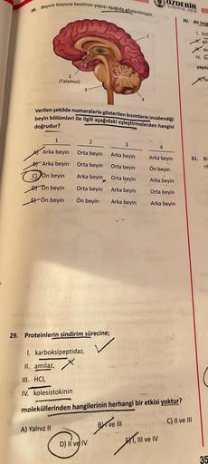 OZDEBİR
YAYINLARI
28. Beynin boyuna kesitinin yapısı aşağıda gösterilmiştir.
30. Bir insa
TUTORI
1. kul
#. go
ww. de
IV. bu
yapıla
2
(Talamus)
Atra
3
Verilen şekilde numaralarla gösterilen kısımların incelendiği
beyin bölümleri ile ilgili aşağıdaki eşleşti