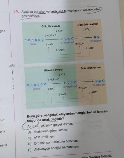 34. Aşağıda etil alkol ve laktik asit fermantasyon reaksiyonları
gösterilmiştir.
Son ürün evresi
Glikoliz evresi
gös-
2 ATP
2 CO,
2 ADP + P
C C
C C C
CCCCCC
Glikoz
2 Etill alkoll
2 NAD
2 Pirüvik asit
2 NADH
2 NAD
2 NADH
Son ürün evresi
Glikoliz evresi
P
2 