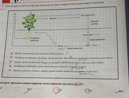 1. Azot döngüsü ile ilgili ders kitabından yardım alan bir öğrenci aşağıda verilen çalışma kağıdını hazırlamigtır.
N2
Ölü organizma
Hayvan
Saprofit
canlılar
Amonyak lyu)
N bağlayıcı
bakteriler
Nitrit bakterileri
Nitrat
Nitrit Noz)
(NO3) Nitrat bakterileri
# Bitkiler atmosferdeki azotu dogrudan kullanamazlar.
* Nitrifikasyon bakterileri topraktaki azotu azaltırken, denitrifikasyon bakterileri topraktaki azotu arttırır.
* Soprofit canlılar bakteri gibi ökaryot ya da mantar gibt prokaryot hjúcre yapısına sahip olabilir.
* Nitrifikasyon bakterileri ototrof, denitrifikasyon bakterileri heterotrof beslenir.
# Soprofit canlıların azalması, dogada organik madde artıklarının azalmasına neden olur.
cremosine
on
una göre, öğrencinin çalışma kağıdında verilen bilgilerden kaç tanesi (anlistur?
By2
C) 3
D)
E) 5