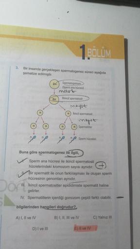 1 BÖLÜM
3.
Bir insanda gerçekleşen spermatogenez süreci aşağıda
şematize edilmiştir.
2n
Spermatogonium
(Sperm ana hücresi)
mitot
2n
Birincil spermatosit
mopt
n ikincil spermatosit
ingot
n
n) Spermatitler
Sperm hücreleri
Buna göre spermatogenez ile ilgili,
