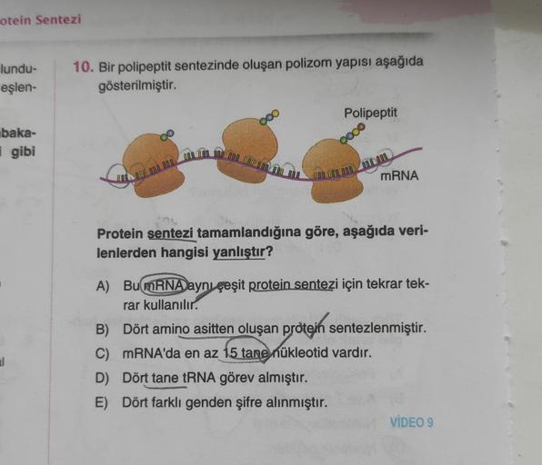 otein Sentezi
lundu-
eşlen-
10. Bir polipeptit sentezinde oluşan polizom yapısı aşağıda
gösterilmiştir.
Polipeptit
ood
baka-
i gibi
ONO IOD ODD MOL
ODLODO_000
00000D 000 ML
mRNA
Protein sentezi tamamlandığına göre, aşağıda veri-
lenlerden hangisi yanlıştır