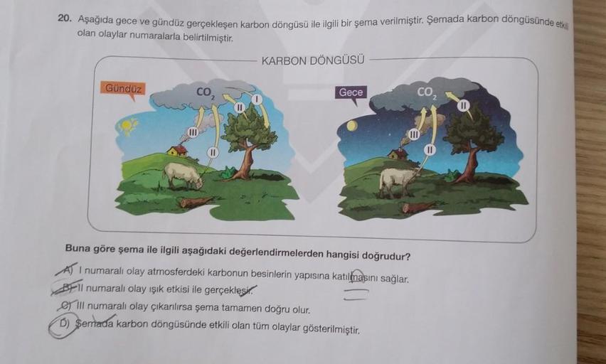 20. Aşağıda gece ve gündüz gerçekleşen karbon döngüsü ile ilgili bir şema verilmiştir
. Şemada karbon döngüsünde etter
olan olaylar numaralarla belirtilmiştir.
KARBON DÖNGÜSÜ
Gündüz
Gece
Buna göre şema ile ilgili aşağıdaki değerlendirmelerden hangisi doğru