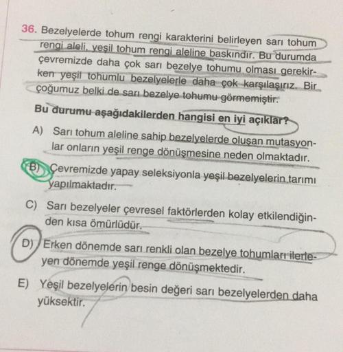 36. Bezelyelerde tohum rengi karakterini belirleyen sarı tohum
rengi aleli, yeşil tohum rengi aleline baskındır. Bu durumda
çevremizde daha çok sarı bezelye tohumu olması gerekir-
ken yeşil tohumlu bezelyelerle daha çok karşılaşırız. Bir
çoğumuz belki de s