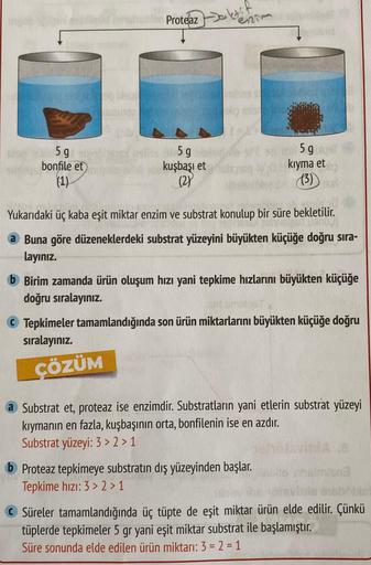 Proteaz
Jaketit
enim
5g
bonfile et
(1)
59
kuşbaşı et
(2)
59
kıyma et
13)
Yukarıdaki üç kaba eşit miktar enzim ve substrat konulup bir süre bekletilir.
a Buna göre düzeneklerdeki substrat yüzeyini büyükten küçüğe doğru sıra-
layiniz.
b Birim zamanda ürün ol