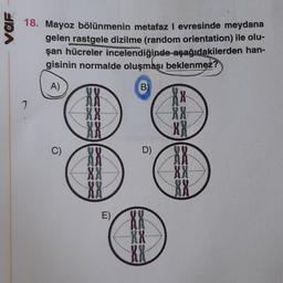 VOF
18. Mayoz bölünmenin metafaz I evresinde meydana
gelen rastgele dizilme (random orientation) ile olu-
şan hücreler incelendiğinde aşağıdakilerden han-
gisinin normalde oluşması beklenmez?
A)
B
7
S se
XX
-XX
XX
XX
XX
XX
XX
XX
XX
XX
XX
XX
C)
D)
*****
E)
XX
XX
XX