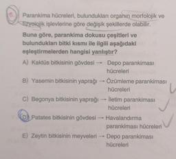 Parankima hücreleri, bulundukları organin morfolojik ve
fizyolojik işlevlerine göre değişik şekillerde olabilir.
Buna göre, parankima dokusu çeşitleri ve
bulundukları bitki kısmı ile ilgili aşağıdaki
eşleştirmelerden hangisi yanlıştır?
A) Kaktüs bitkisinin gövdesi → Depo parankimasi
hücreleri
B) Yasemin bitkisinin yaprağı Özümleme parankiması
hücreleri
C) Begonya bitkisinin yaprağı - İletim parankiması
hücreleri
D) Patates bitkisinin gövdesi Havalandırma
parankiması hücreleri
E)
E) Zeytin bitkisinin meyveleri Depo parankiması
hücreleri
