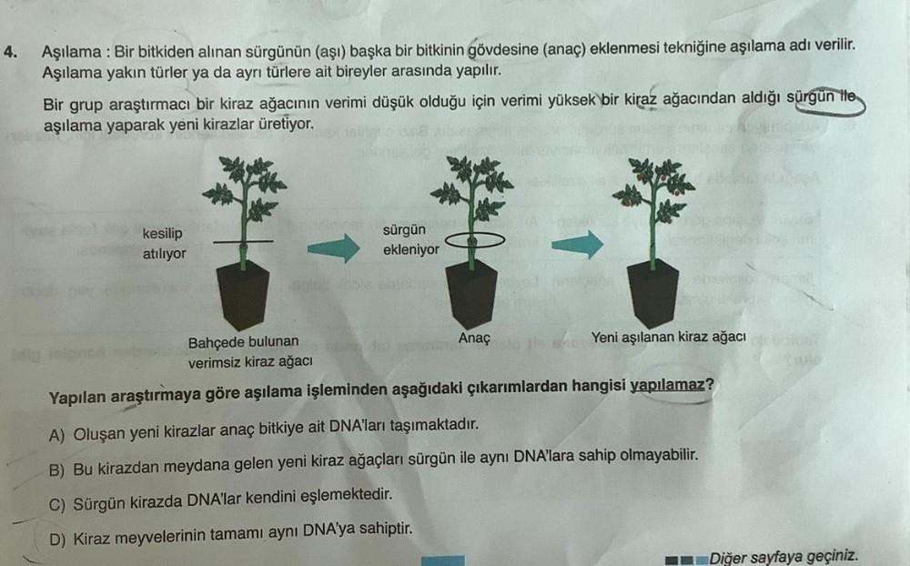 4.
Aşılama : Bir bitkiden alınan sürgünün (aşı) başka bir bitkinin gövdesine (anac) eklenmesi tekniğine aşılama adı verilir.
Aşılama yakın türler ya da ayrı türlere ait bireyler arasında yapılır.
Bir grup araştırmacı bir kiraz ağacının verimi düşük olduğu