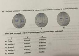 17. Aşağıdaki şekilde 2n=4 kromozomlu bir hücrenin mayoz hücre bölünmesine ait üç evre gösterilmiştir.
00
RI
el
ell
ce
II
1
Buna göre, numaralı evreler aşağıdakilerden hangisinde doğru verilmiştir?
Anafazl
Metafazi
Anafaz 11
Metafaz Il
Metafaz II
Metafaz!
A) Profaz1
B) Metafazi
C) Anafaz
D) Metafaz
E) Anafaz II
Metafaz II
Anafazl
Anafaz!
Metafaz II
