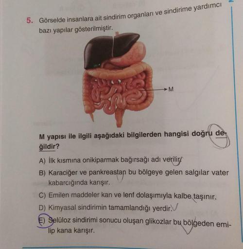 5. Görselde insanlara ait sindirim organlari ve sindirime yardımcı
bazı yapılar gösterilmiştir.
M
M yapısı ile ilgili aşağıdaki bilgilerden hangisi doğru de-
ğildir?
A) İlk kısmına onikiparmak bağırsağı adı verilir
B) Karaciğer ve pankreastan bu bölgeye ge