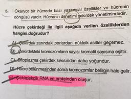 5.
Ökaryot bir hücrede bazı yasamsal özellikler ve hücrenin
döngüsü vardır. Hücrenin denetimi çekirdek yönetimindedir.
Hücre çekirdeği ile ilgili aşağıda verilen özelliklerden
hangisi doğrudur?
Al Çekirdek zarındaki porlardan nükleik asitler geçemez.
B) Çekirdekteki kromozomların sayısı kromatit sayısına eşittir.
C) Sitoplazma çekirdek sivisindan daha yoğundur.
D Hucre bölünmesinden sonra kromozomlar belirgin hale gelir.
E Çekirdekçik RNA ve proteinden oluşur.