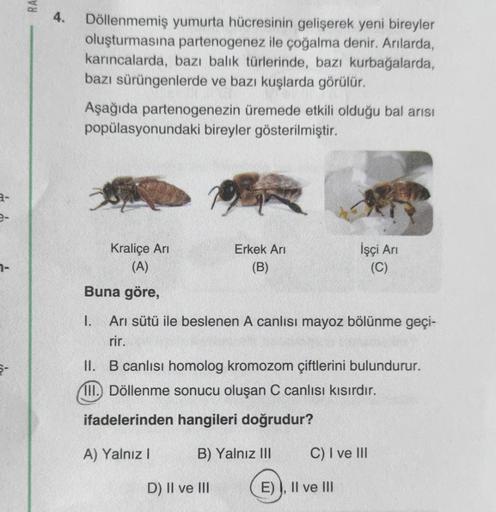 RA
4.
Döllenmemiş yumurta hücresinin gelişerek yeni bireyler
oluşturmasına partenogenez ile çoğalma denir. Arılarda,
karıncalarda, bazı balık türlerinde, bazı kurbağalarda,
bazı sürüngenlerde ve bazı kuşlarda görülür.
Aşağıda partenogenezin üremede etkili