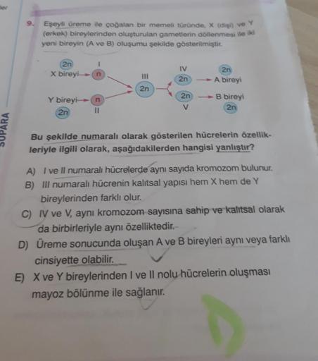 er
9.
Eşeyli üreme ile çoğalan bir memeli türünde, X (dişi) ve Y
(erkek) bireylerinden oluşturulan gametlerin döllenmesi ile iki
yeni bireyin (A ve B) oluşumu şekilde gösterilmiştir.
2n
X bireyi-
IV
n
2n
2n
A bireyi
2n
2n
Y bireyin
2n
11
B bireyi
2n
PARA
B