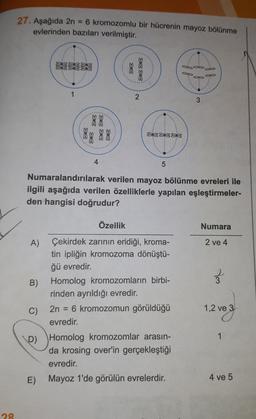 27. Aşağıda 2n
= 6 kromozomlu bir hücrenin mayoz bölünme
evlerinden bazıları verilmiştir.
88
8388
1
2
3
8B
%
89 88
888888
4
5
Numaralandırılarak verilen mayoz bölünme evreleri ile
ilgili aşağıda verilen özelliklerle yapılan eşleştirmeler-
den hangisi doğrudur?
Özellik
Numara
2 ve 4
3
A) Çekirdek zarının eridiği, kroma-
tin ipliğin kromozoma dönüştü-
ğü evredir.
B) Homolog kromozomların birbi-
rinden ayrıldığı evredir.
C)
2n = 6 kromozomun görüldüğü
evredir.
D) Homolog kromozomlar arasın-
da krosing over'in gerçekleştiği
evredir.
E) Mayoz 1'de görülün evrelerdir.
1,2 ve 3
1
4 ve 5
9