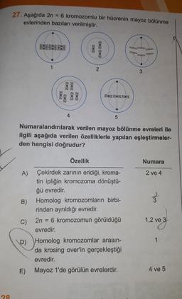 27. Aşağıda 2n
= 6 kromozomlu bir hücrenin mayoz bölünme
evlerinden bazıları verilmiştir.
88
8388
1
2
3
8B
%
89 88
888888
4
5
Numaralandırılarak verilen mayoz bölünme evreleri ile
ilgili aşağıda verilen özelliklerle yapılan eşleştirmeler-
den hangisi doğrudur?
Özellik
Numara
2 ve 4
3
A) Çekirdek zarının eridiği, kroma-
tin ipliğin kromozoma dönüştü-
ğü evredir.
B) Homolog kromozomların birbi-
rinden ayrıldığı evredir.
C)
2n = 6 kromozomun görüldüğü
evredir.
D) Homolog kromozomlar arasın-
da krosing over'in gerçekleştiği
evredir.
E) Mayoz 1'de görülün evrelerdir.
1,2 ve 3
1
4 ve 5
9
