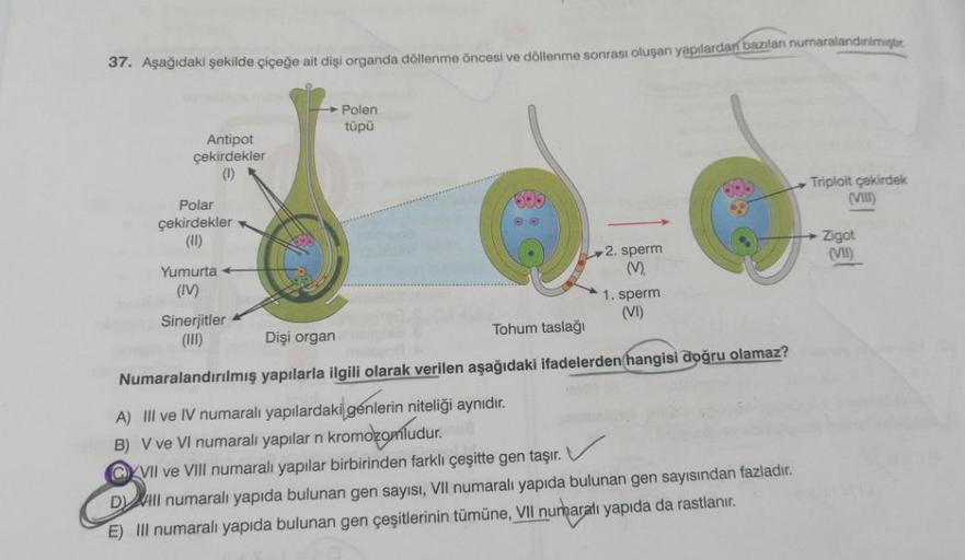 37. Aşağıdaki şekilde çiçeğe ait dişi organda döllenme öncesi ve döllenme sonrası oluşan yapılardan bazıları numaralandinimiştur
.
Polen
tüpü
Antipot
çekirdekler
()
Triploit çekirdek
(VIII)
Polar
çekirdekler
(11)
2. sperm
(V)
Zigot
(VII)
Yumurta
(IV)
1. sp