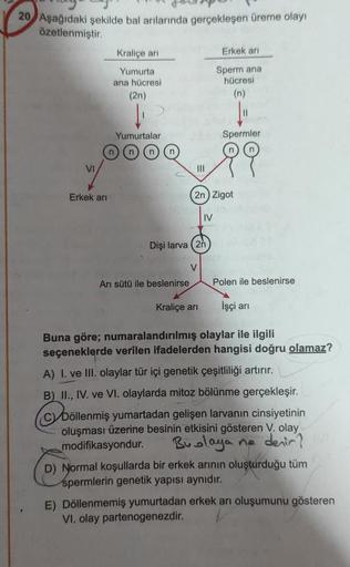 20 Aşağıdaki şekilde bal arılarında gerçekleşen üreme olayı
özetlenmiştir.
Kraliçe ari
Erkek ari
Yumurta
Sperm ana
ana hücresi
hücresi
(2n)
(n)
1
Yumurtalar
Spermler
99
VI
III
Erkek ari
2n) Zigot
IV
Dişi larva (2n
V
Ari sütü ile beslenirse
Polen ile beslen