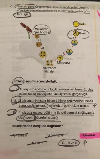 5.
Tam bir çiçeğin yapısındaki erkek organda polen oluşumu
sürecinde gerçekleşen olaylar ve oluşan yapılar şekilde gös-
terilmiştir.
Mikrospor
ana hücresi
Polen
3
Mikrospor
Mikrospor
hücreleri
Polen oluşumu süreciyle ilgili,
1. olay sırasında homolog kromo